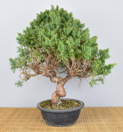 Bonsai Outdoor, Chinesischer Wacholder (Juniperus chinensis) Prebonsai